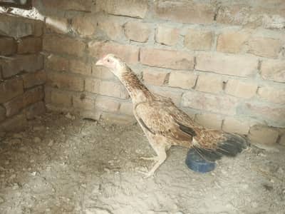 Healdhy Aseel hen