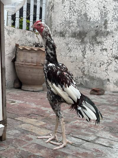 Aseel murga