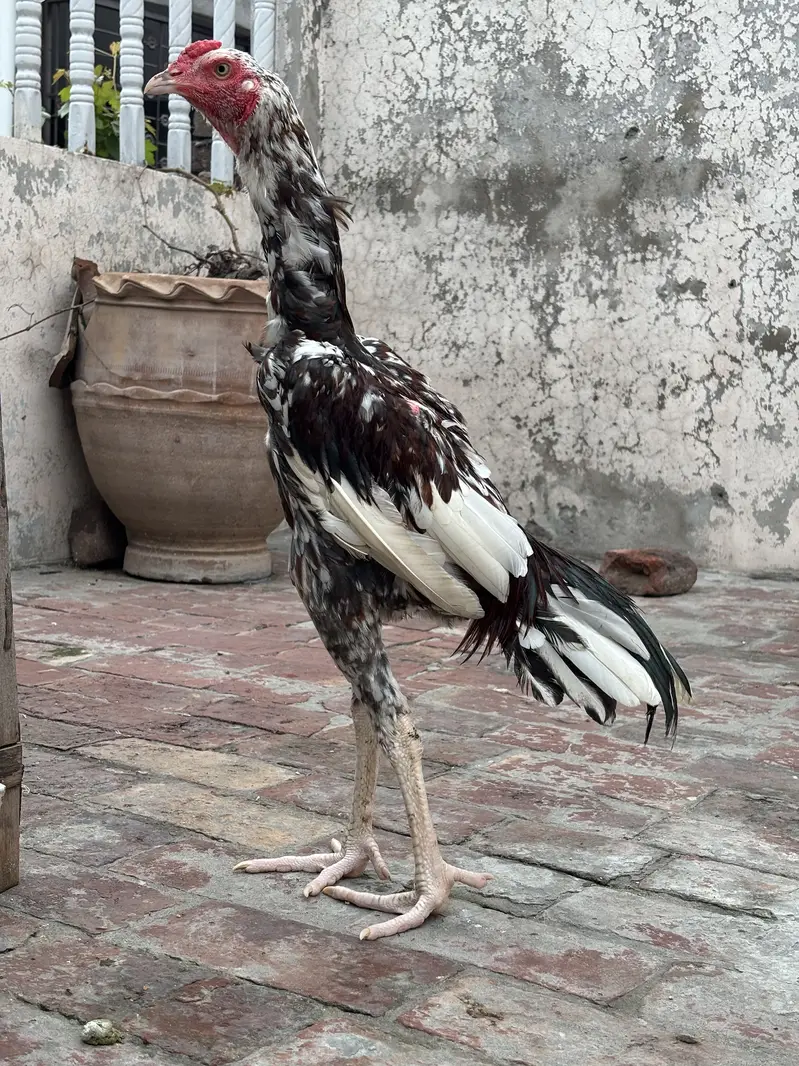 Aseel murga — photo 2