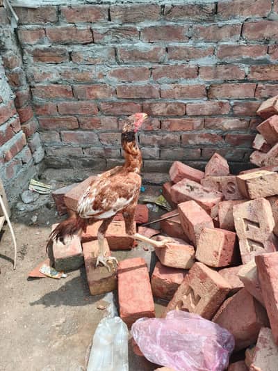 Aseel Chickens for Sale – 1 Male + 2 Females | Lahore