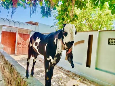 بیتل بکرا (Goat)