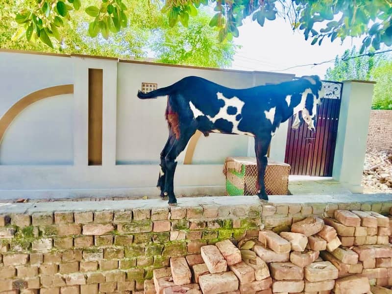 بیتل بکرا (Goat) 1