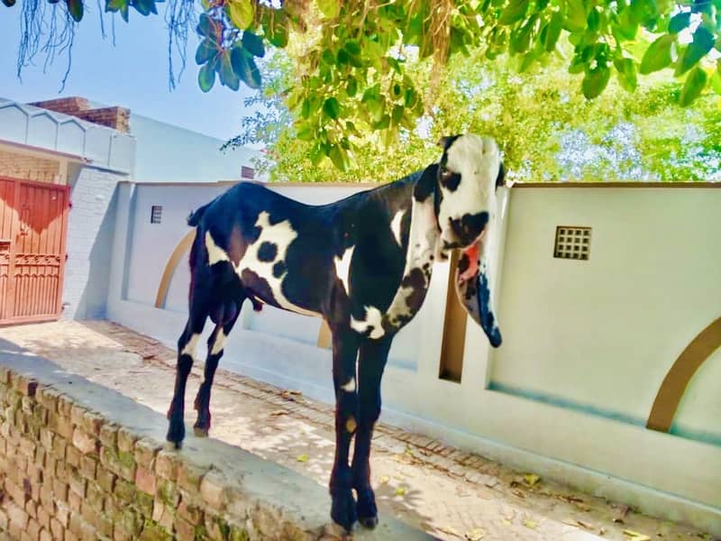 بیتل بکرا (Goat) 2