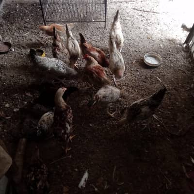 dasi murgi for sale