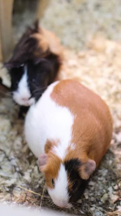 other guinea pig rab, all muscovy pregnant females males urgent sale