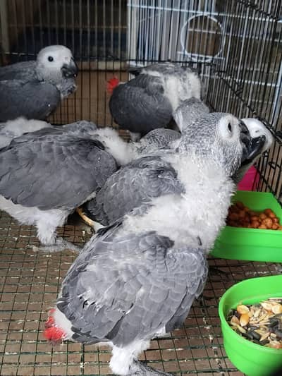GREY parrot Congo size chick silver colour