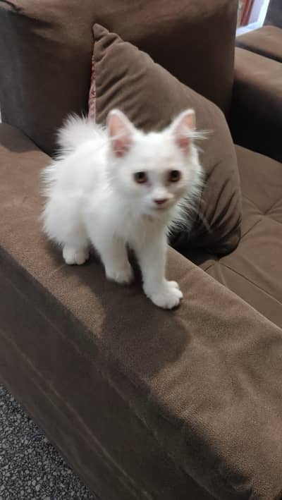 Beautiful Perisan Female Kitten