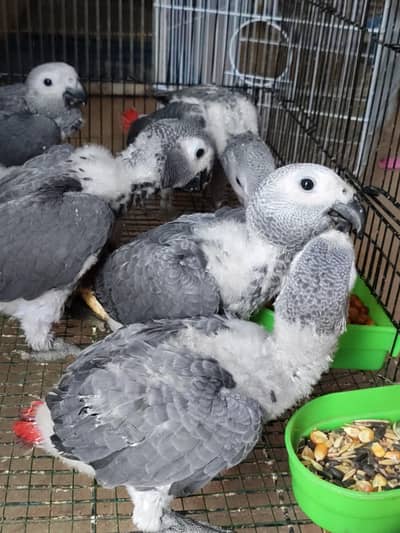 GREY parrot Congo size chick silver colour