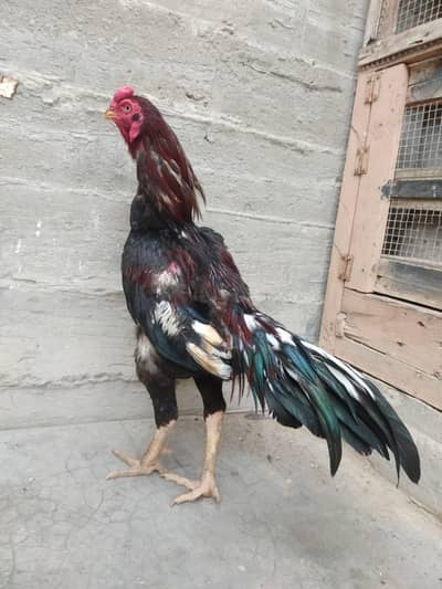 digrry murga bawarpoor ka murga