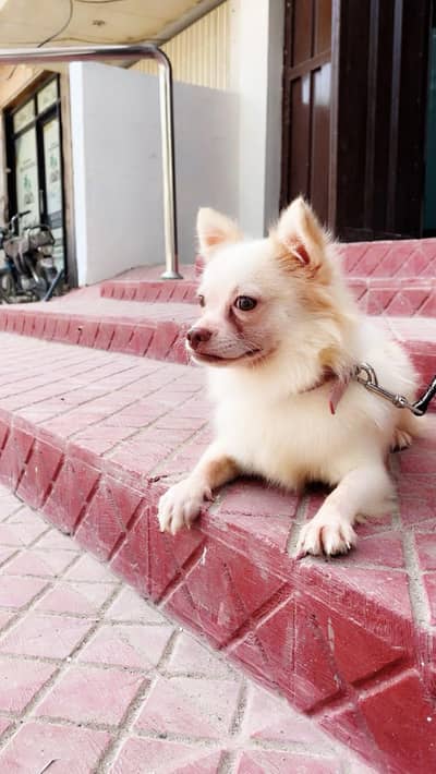 Pomeranian for sale
