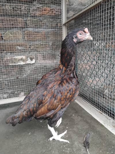 Aseel amroha old blood ki khajuri madi for sale 03125493963 W S