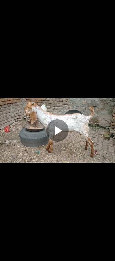 MAKHI CHENI MALE BEST FOR NEXT SEASON OR BREADING PURPOSE