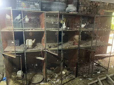 iron cages lohay ka pinjray for sale 03436070736 Whatsapp call Sialkot