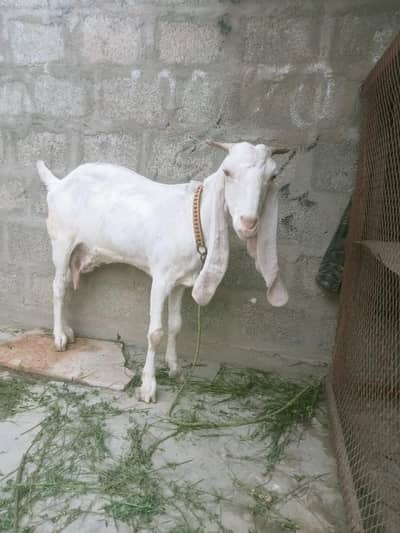 Pink Breed