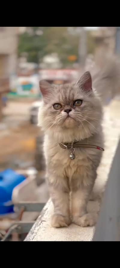 punch face female kitten