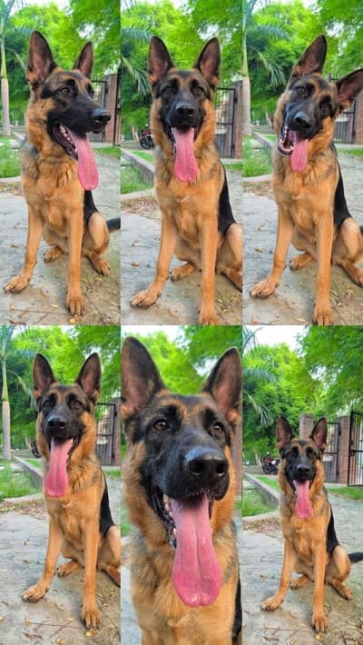 German Shepherd  stock coat  young breeder female black&tan