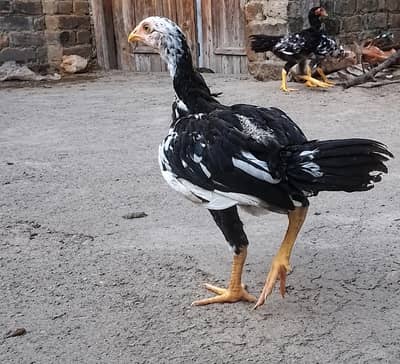 Black & White Healthy Murgha For Sale | Active & Strong