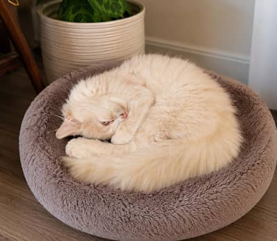 “3 Months Persian Kitten – Fluffy Long Hair – Cream/White – Healthy”