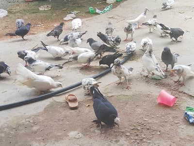 kabootar for sale