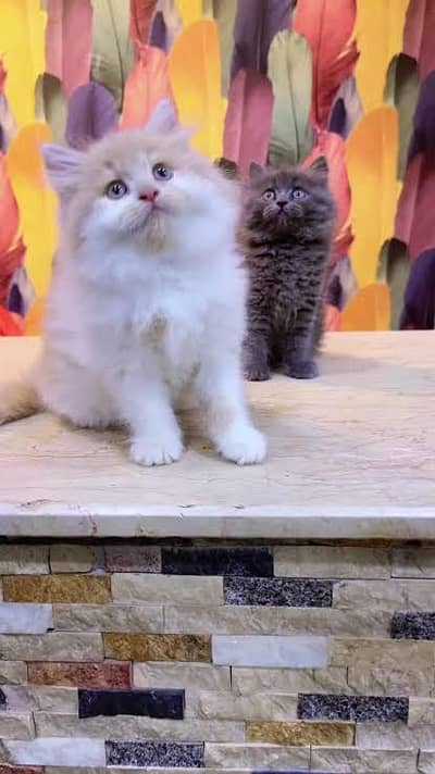 Persian kittens  whstp// 03704///602310///