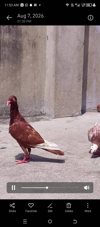all breeder pair for sale 03298394346