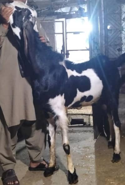 Beetal kala Dibba Breeder