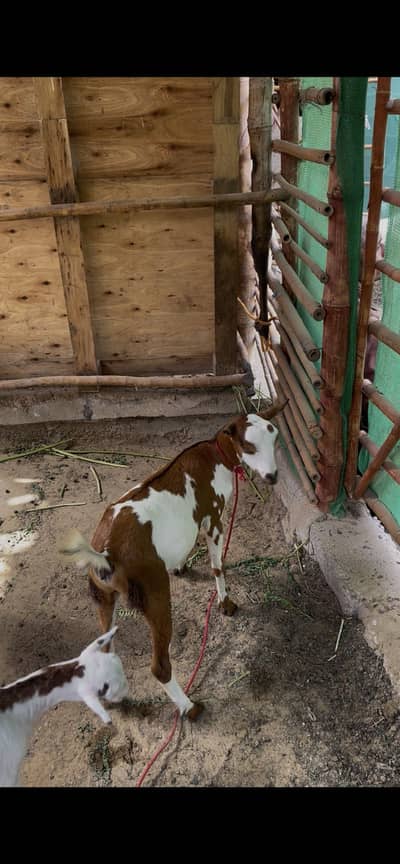 Laal Abluck teddy // gulabi bakri