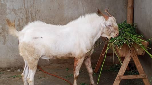 2 dant breeder teda