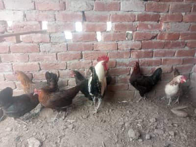 Desi murge available