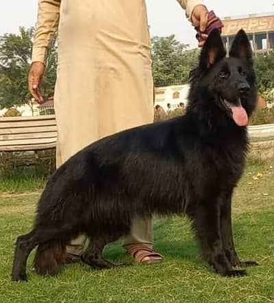 Dogs / Pupps all Breed Available| Retriver|Labra|Pomeranian|Cane corso