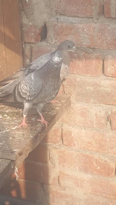 baby pigeon