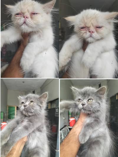 Persian kittens|| Pure breed ||