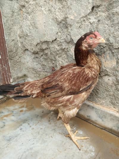 Assel female
