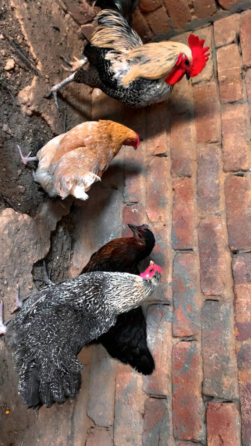 egg laying 0