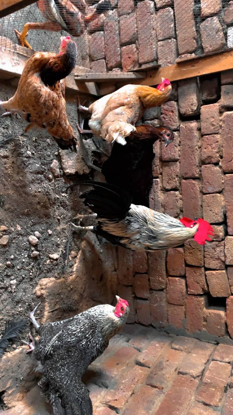 egg laying 1