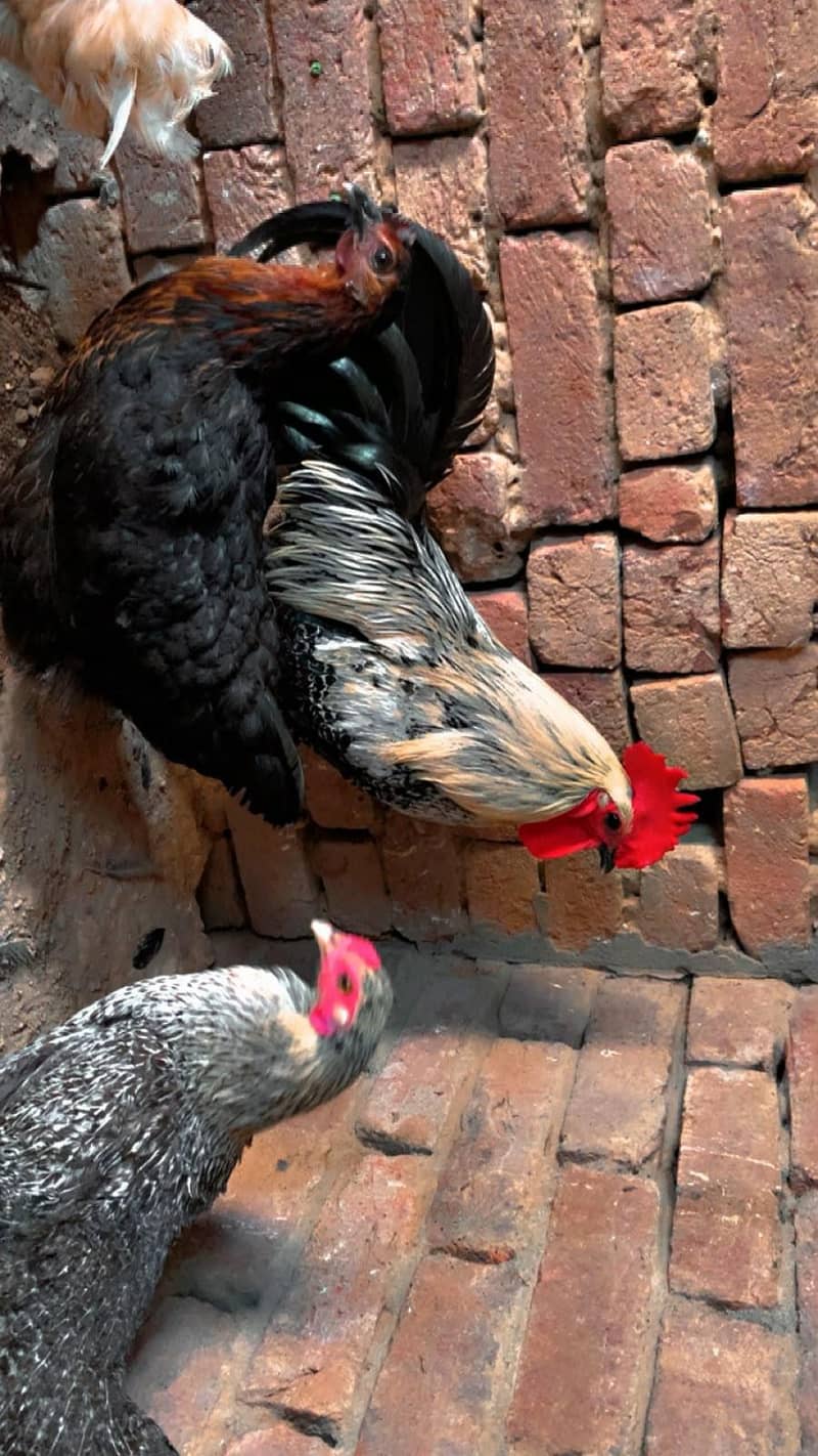 egg laying 2