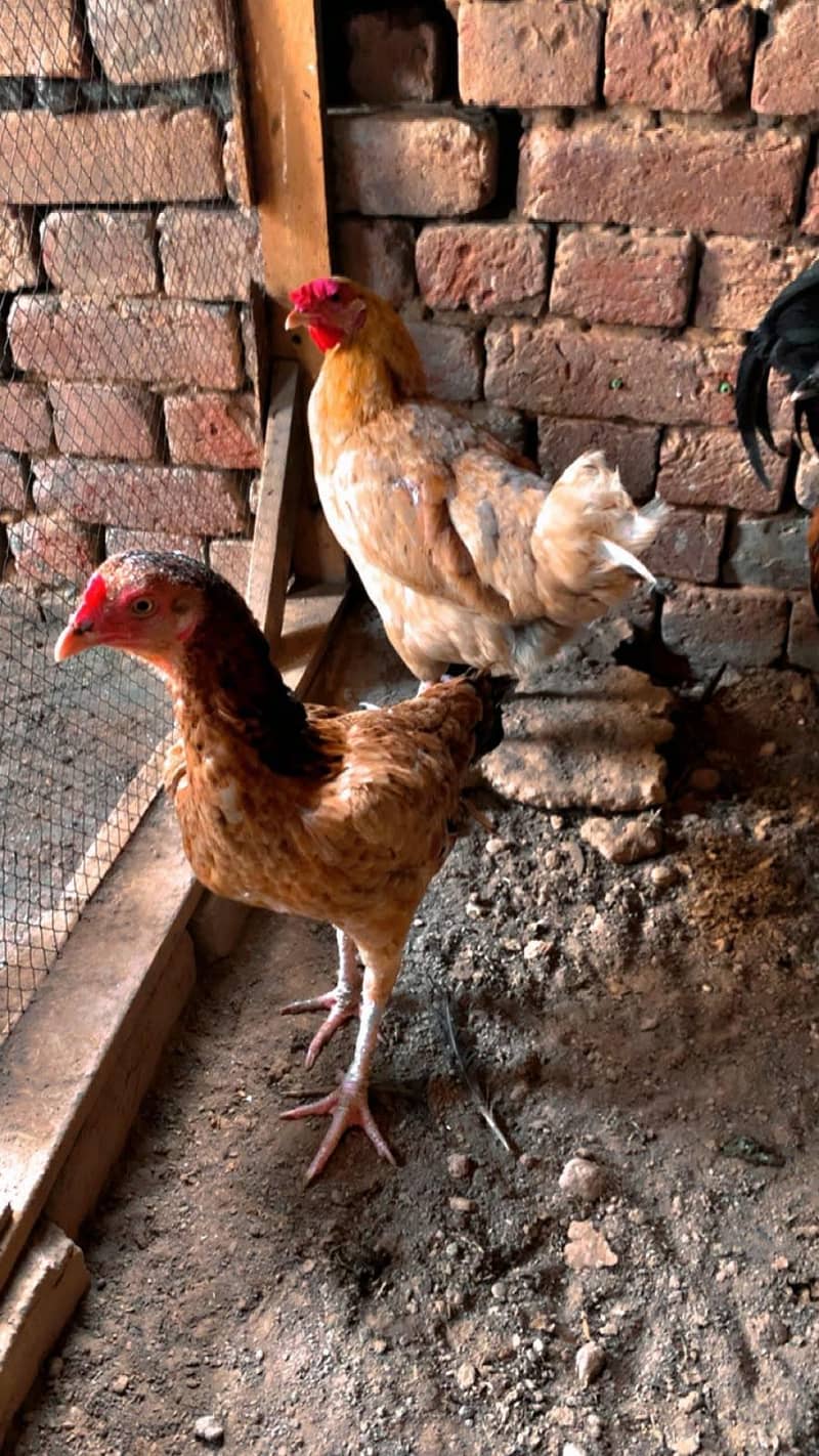 egg laying 3