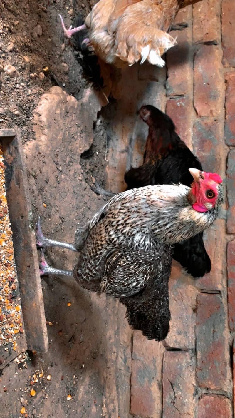 egg laying 4