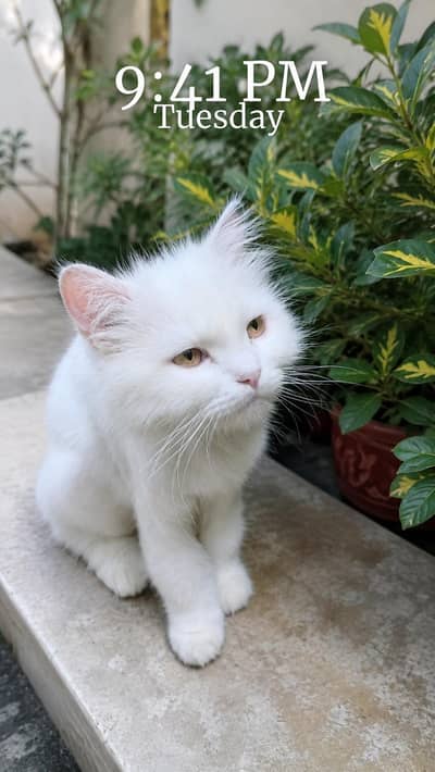 White persain female cat golden eyes