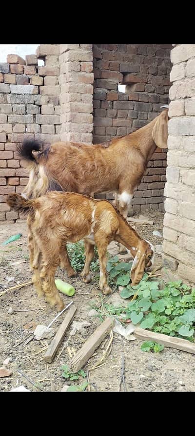 for sale 03127142751