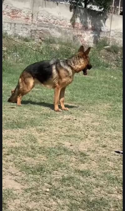 German shepherd female