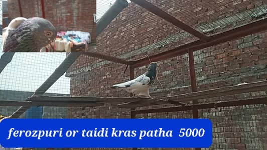 Teddy ferozpuri Cross patha