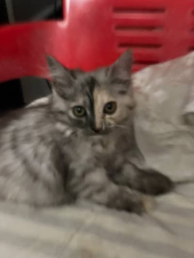 kitten
