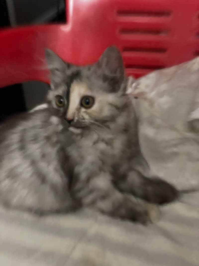 kitten 1