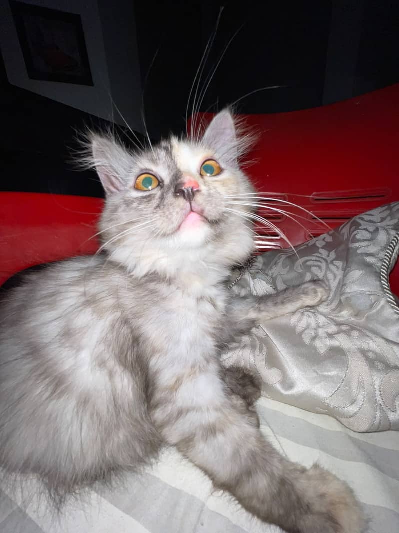 kitten 2