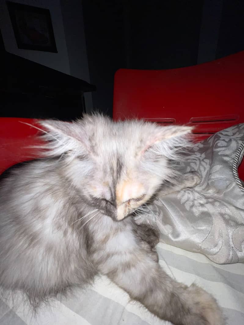 kitten 3