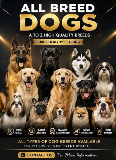 Dogs / Pupps all Breed Available| Retriver|Labra|Pomeranian|Cane corso