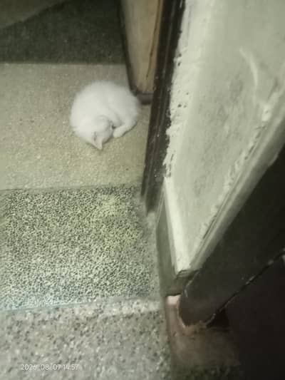 cat for sale