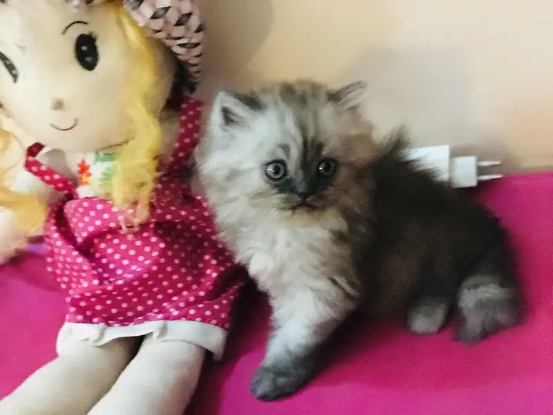 Persian kitten — photo 2
