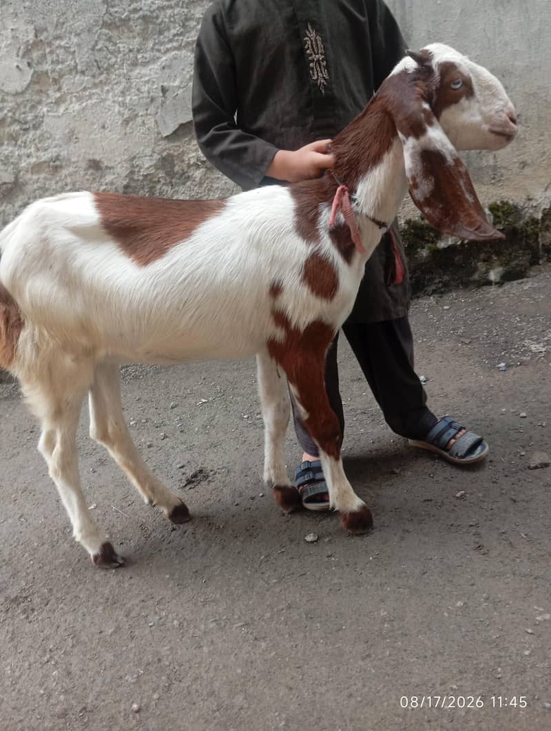 مادہ بکری 5 ماہ 0